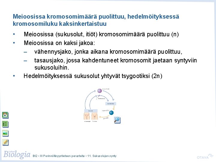 Meioosissa kromosomimäärä puolittuu, hedelmöityksessä kromosomiluku kaksinkertaistuu • • • Meioosissa (sukusolut, itiöt) kromosomimäärä puolittuu