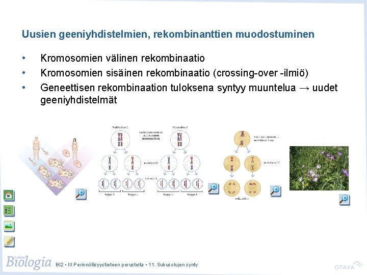 Uusien geeniyhdistelmien, rekombinanttien muodostuminen • • • Kromosomien välinen rekombinaatio Kromosomien sisäinen rekombinaatio (crossing-over