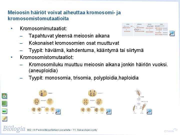 Meioosin häiriöt voivat aiheuttaa kromosomi- ja kromosomistomutaatioita • • Kromosomimutaatiot: – Tapahtuvat yleensä meioosin