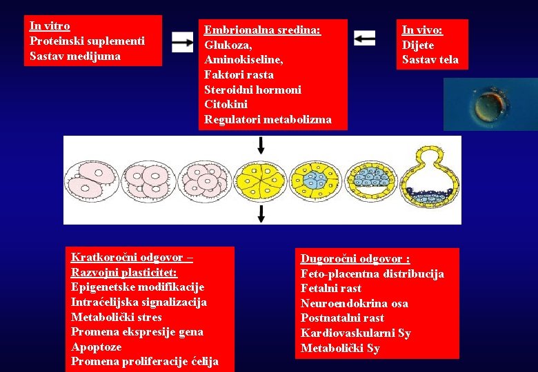 In vitro Proteinski suplementi Sastav medijuma Embrionalna sredina: Glukoza, Aminokiseline, Faktori rasta Steroidni hormoni