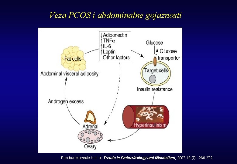 Veza PCOS i abdominalne gojaznosti Escobar-Morreale H et al. Trends in Endocrinology and Metabolism,