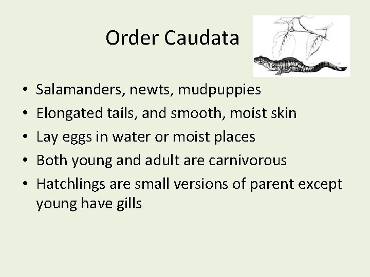 Order Caudata • • • Salamanders, newts, mudpuppies Elongated tails, and smooth, moist skin