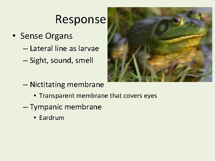 Response • Sense Organs – Lateral line as larvae – Sight, sound, smell –