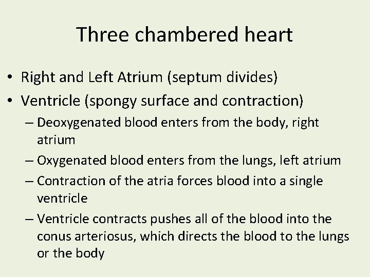 Three chambered heart • Right and Left Atrium (septum divides) • Ventricle (spongy surface