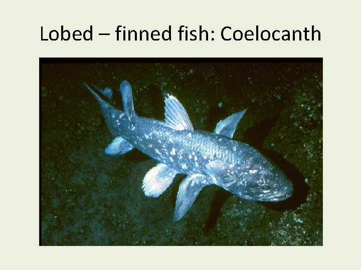 Lobed – finned fish: Coelocanth 