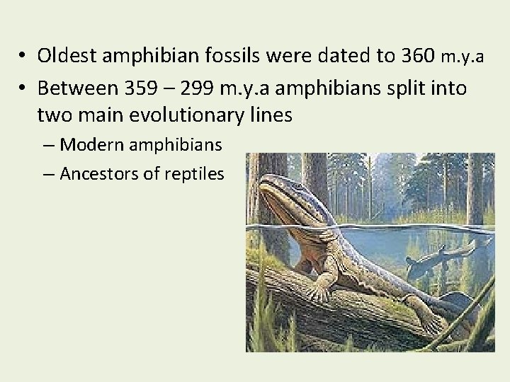  • Oldest amphibian fossils were dated to 360 m. y. a • Between