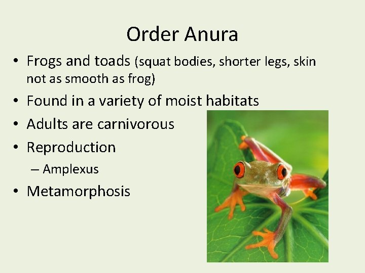 Order Anura • Frogs and toads (squat bodies, shorter legs, skin not as smooth