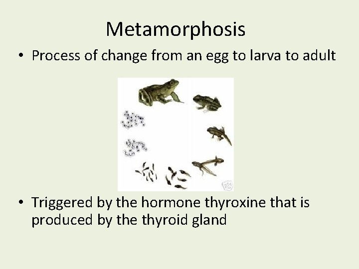 Metamorphosis • Process of change from an egg to larva to adult • Triggered