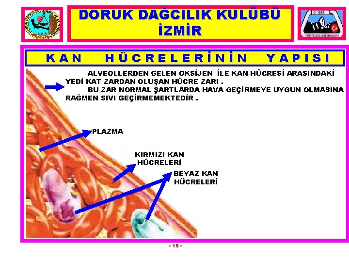 DORUK DAĞCILIK KULÜBÜ İZMİR KAN HÜCRELERİNİN YAPISI ALVEOLLERDEN GELEN OKSİJEN İLE KAN HÜCRESİ ARASINDAKİ