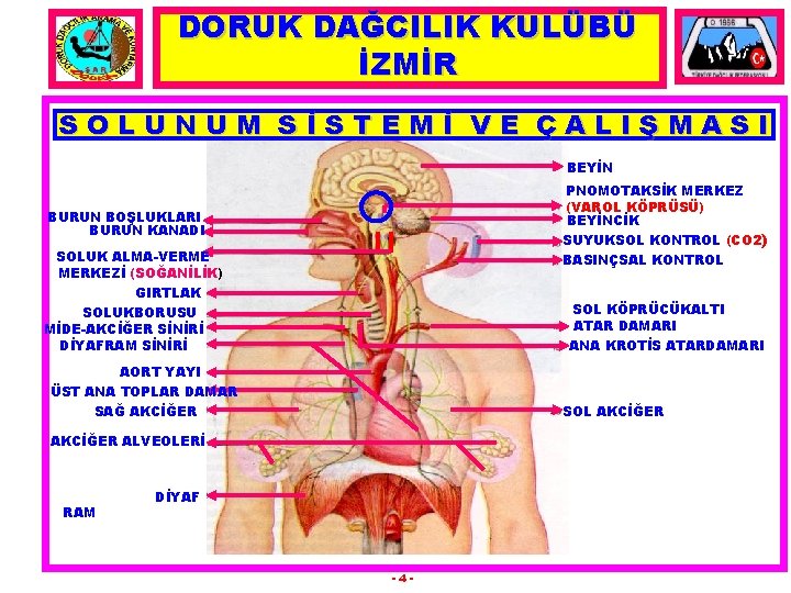 DORUK DAĞCILIK KULÜBÜ İZMİR SOLUNUM SİSTEMİ VE ÇALIŞMASI BEYİN PNOMOTAKSİK MERKEZ (VAROL KÖPRÜSÜ) BEYİNCİK