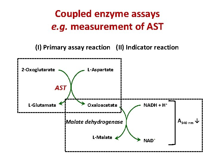 Coupled enzyme assays e. g. measurement of AST (I) Primary assay reaction (II) Indicator