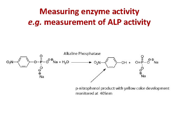 Measuring enzyme activity e. g. measurement of ALP activity 