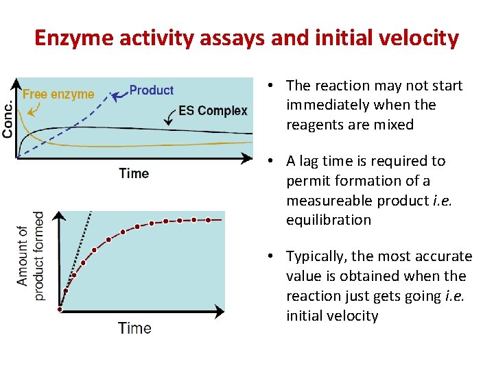 Enzyme activity assays and initial velocity • The reaction may not start immediately when