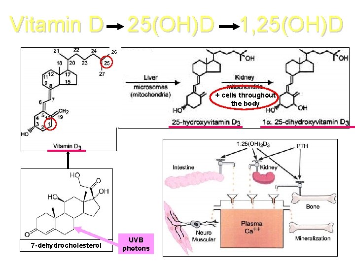 Vitamin D 25(OH)D 1, 25(OH)D 26 + cells throughout the body 7 -dehydrocholesterol UVB