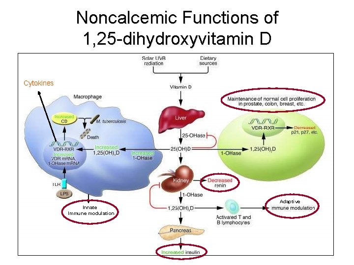 Noncalcemic Functions of 1, 25 -dihydroxyvitamin D Cytokines Adaptive Innate Immune modulation 