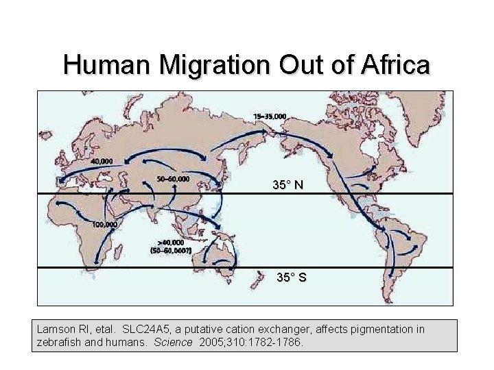 Human Migration Out of Africa 35° N 35° S Lamson Rl, etal. SLC 24