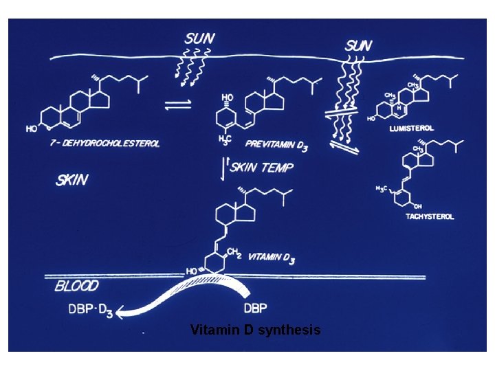 Vitamin D synthesis 