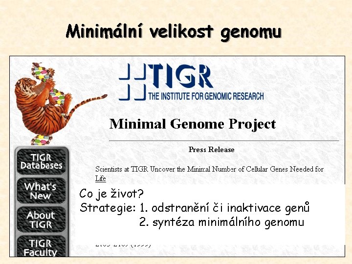 Minimální velikost genomu Co je život? Strategie: 1. odstranění či inaktivace genů 2. syntéza