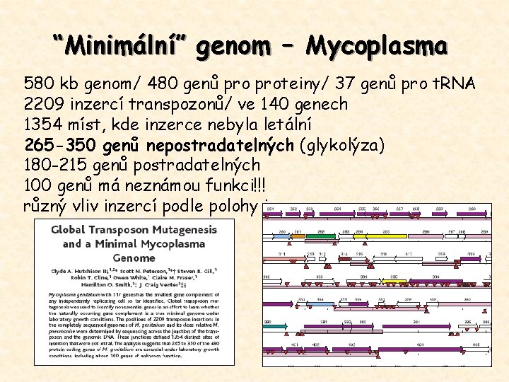 “Minimální” genom – Mycoplasma 580 kb genom/ 480 genů proteiny/ 37 genů pro t.