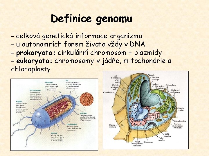 Definice genomu - celková genetická informace organizmu - u autonomních forem života vždy v