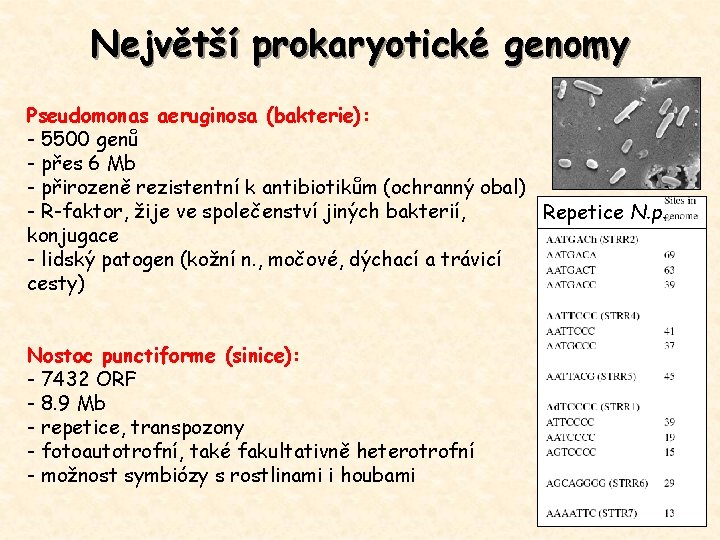 Největší prokaryotické genomy Pseudomonas aeruginosa (bakterie): - 5500 genů - přes 6 Mb -