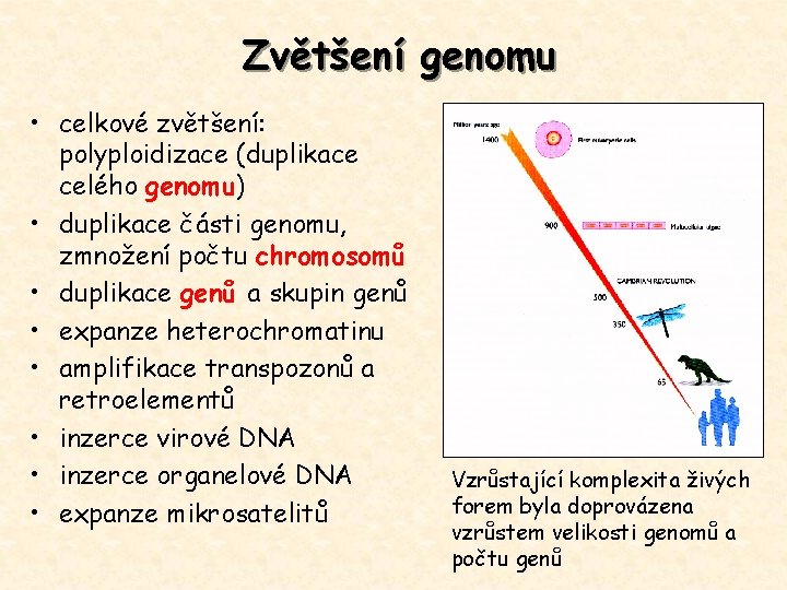 Zvětšení genomu • celkové zvětšení: polyploidizace (duplikace celého genomu) • duplikace části genomu, zmnožení