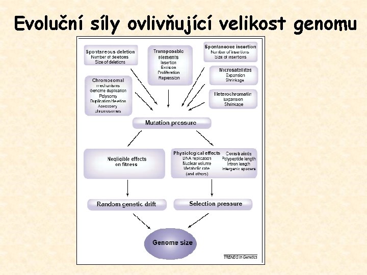 Evoluční síly ovlivňující velikost genomu 