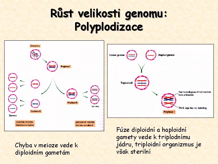 Růst velikosti genomu: Polyplodizace Chyba v meioze vede k diploidním gametám Fúze diploidní a