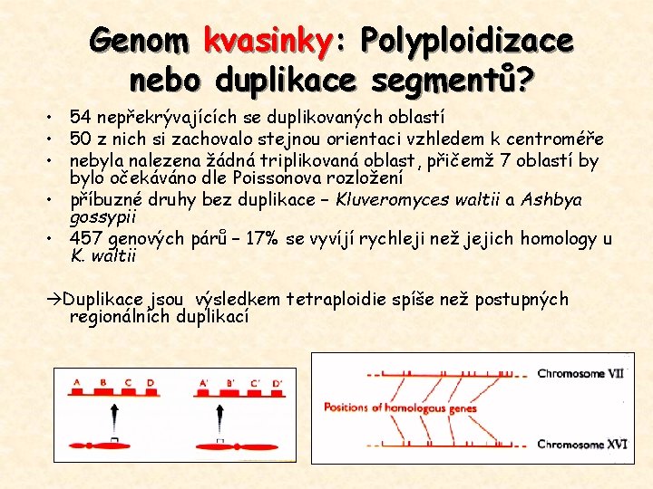 Genom kvasinky: Polyploidizace nebo duplikace segmentů? • 54 nepřekrývajících se duplikovaných oblastí • 50