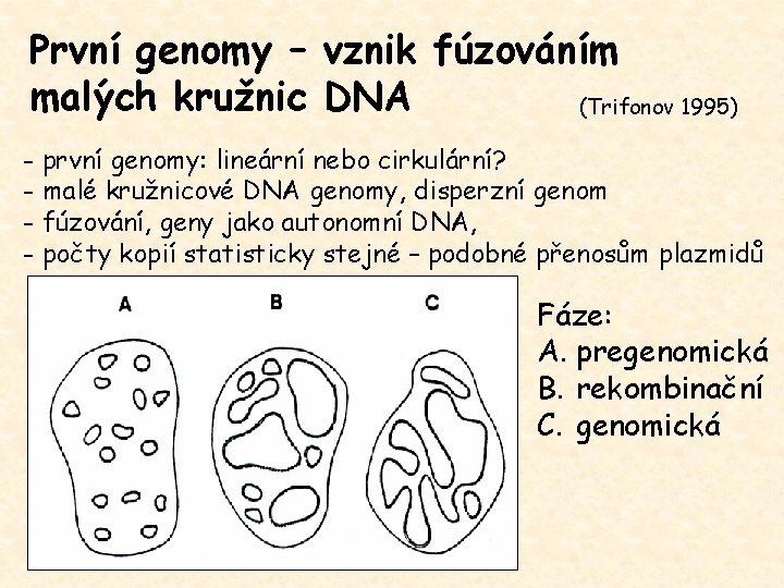 První genomy – vznik fúzováním malých kružnic DNA (Trifonov 1995) - první genomy: lineární