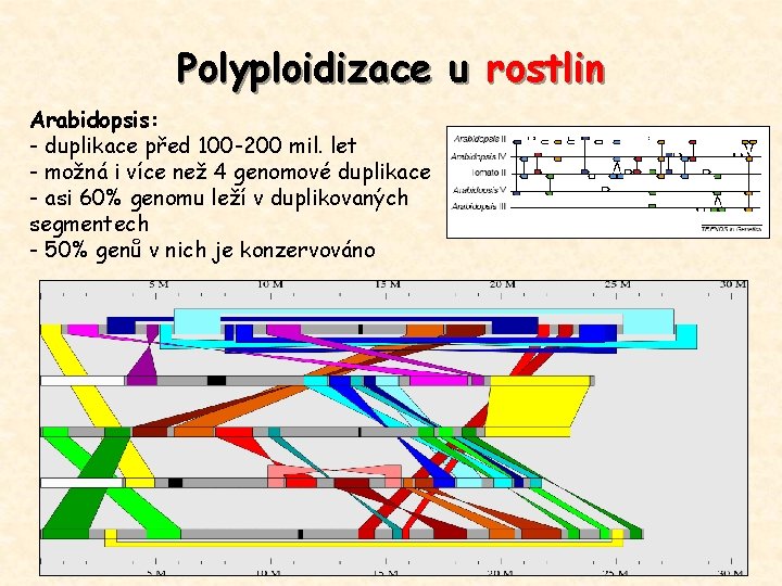 Polyploidizace u rostlin Arabidopsis: - duplikace před 100 -200 mil. let - možná i