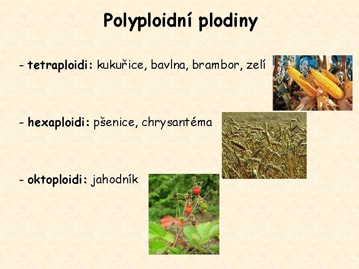 Polyploidní plodiny - tetraploidi: kukuřice, bavlna, brambor, zelí - hexaploidi: pšenice, chrysantéma - oktoploidi: