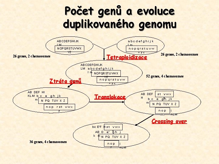 Počet genů a evoluce duplikovaného genomu ABCDEFGHIJK LM NOPQRSTUVWX YZ 26 genes, 2 chomosomes