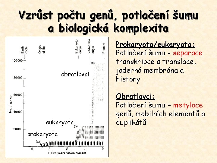 Vzrůst počtu genů, potlačení šumu a biologická komplexita obratlovci eukaryota prokaryota Prokaryota/eukaryota: Potlačení šumu