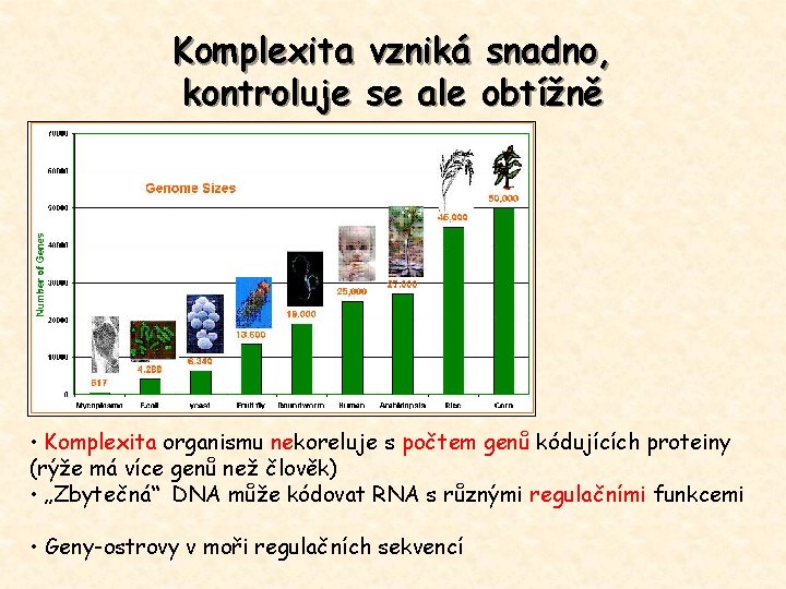 Komplexita vzniká snadno, kontroluje se ale obtížně • Komplexita organismu nekoreluje s počtem genů