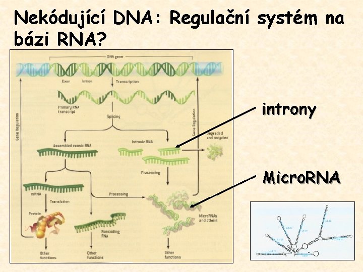 Nekódující DNA: Regulační systém na bázi RNA? introny Micro. RNA 