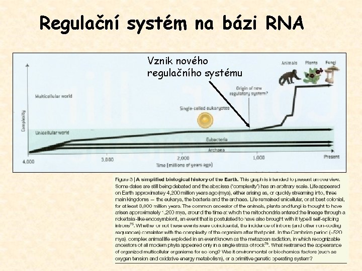 Regulační systém na bázi RNA Vznik nového regulačního systému 