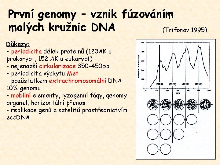 První genomy – vznik fúzováním malých kružnic DNA (Trifonov 1995) Důkazy: - periodicita délek