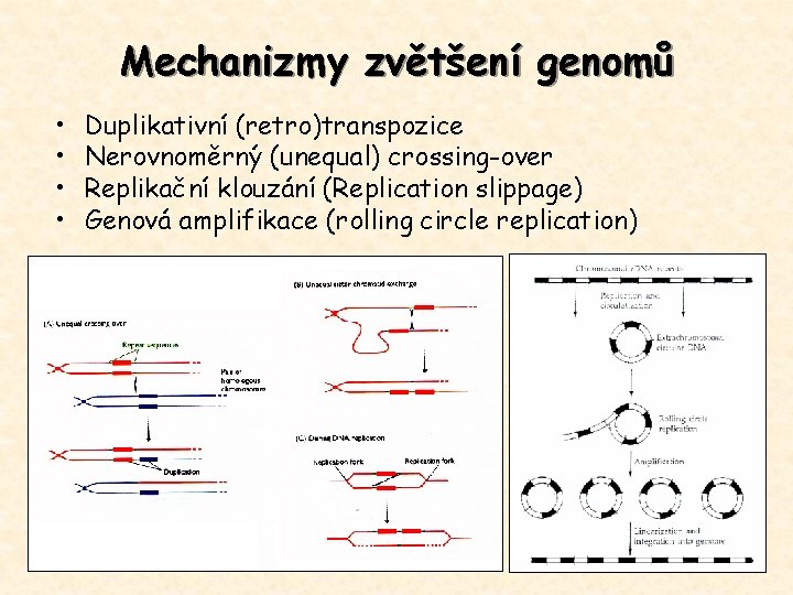 Mechanizmy zvětšení genomů • • Duplikativní (retro)transpozice Nerovnoměrný (unequal) crossing-over Replikační klouzání (Replication slippage)