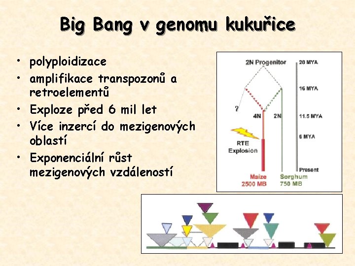 Big Bang v genomu kukuřice • polyploidizace • amplifikace transpozonů a retroelementů • Exploze