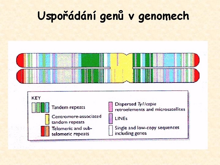 Uspořádání genů v genomech 