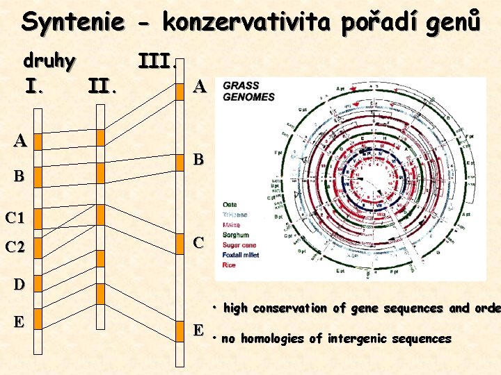 Syntenie - konzervativita pořadí genů druhy III. A I. II. A B B C