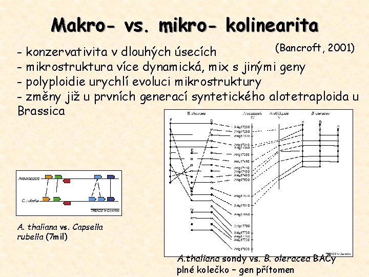 Makro- vs. mikro- kolinearita (Bancroft, 2001) - konzervativita v dlouhých úsecích - mikrostruktura více