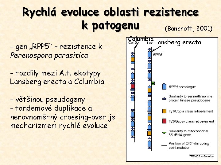 Rychlá evoluce oblasti rezistence k patogenu (Bancroft, 2001) - gen „RPP 5“ – rezistence