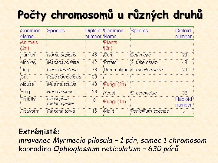 Počty chromosomů u různých druhů Extrémisté: mravenec Myrmecia pilosula – 1 pár, samec 1