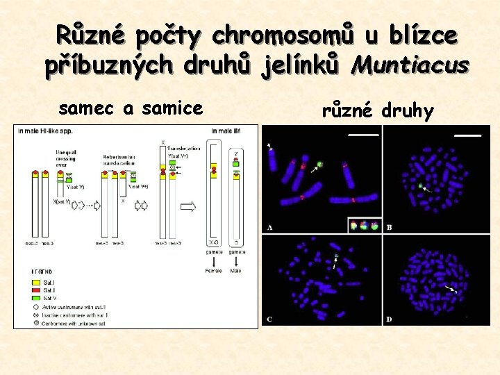 Různé počty chromosomů u blízce příbuzných druhů jelínků Muntiacus samec a samice různé druhy