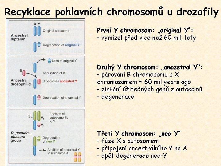 Recyklace pohlavních chromosomů u drozofily První Y chromosom: „original Y“: - vymizel před více