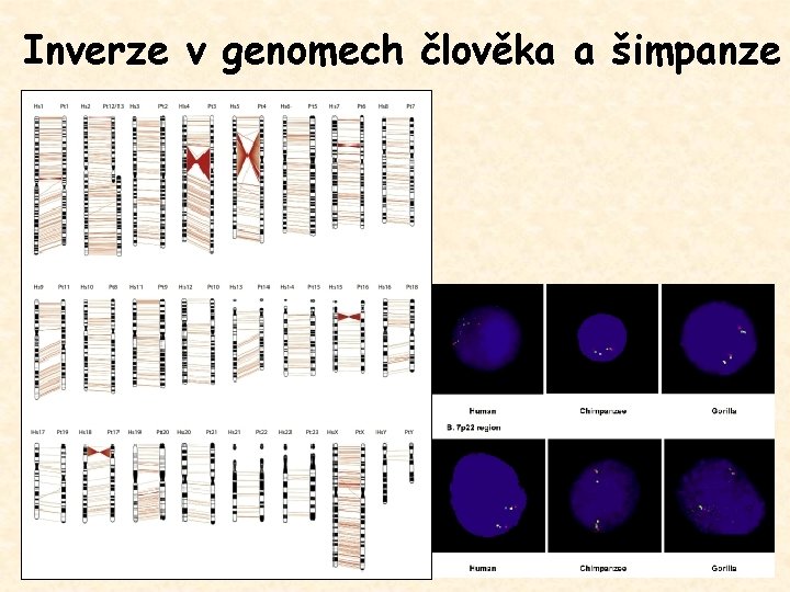 Inverze v genomech člověka a šimpanze 