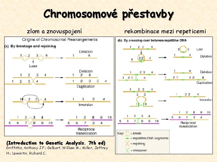 Chromosomové přestavby zlom a znovuspojení (Introduction to Genetic Analysis. 7 th ed) Griffiths, Anthony