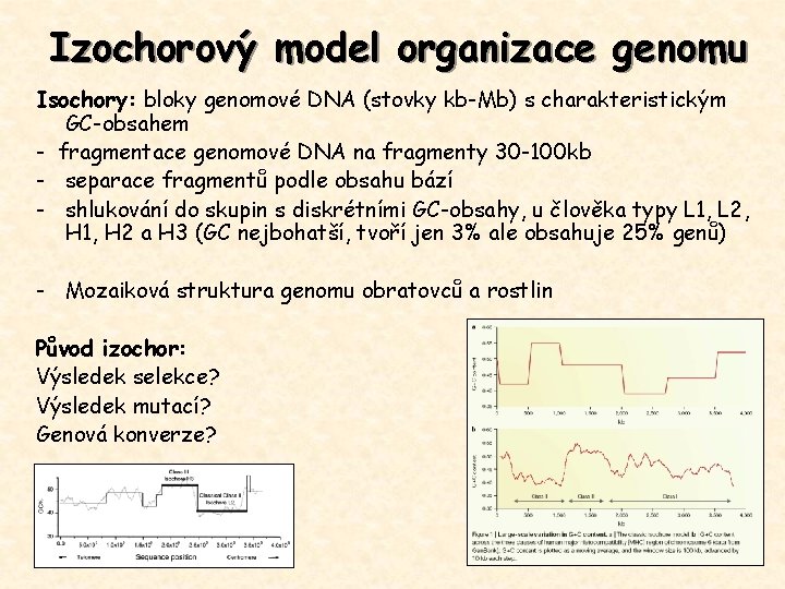 Izochorový model organizace genomu Isochory: bloky genomové DNA (stovky kb-Mb) s charakteristickým GC-obsahem -